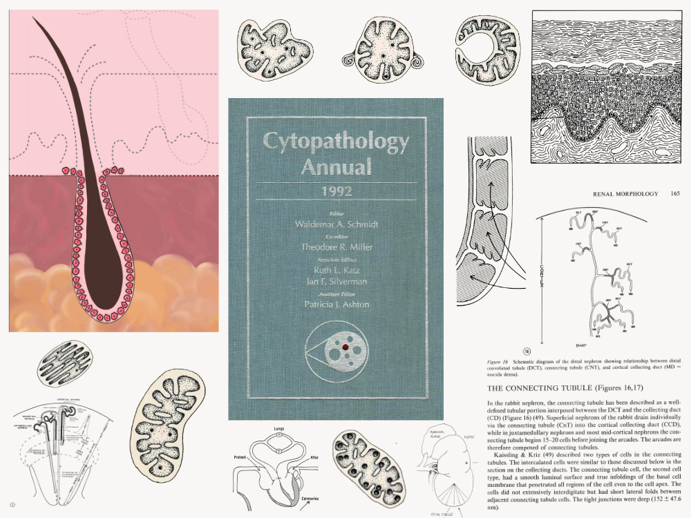 Medical illustrations of anatomical structures including a hair follicle cross-section, kidney nephron diagrams, cellular structures, and a textbook cover titled "Cytopathology Annual."