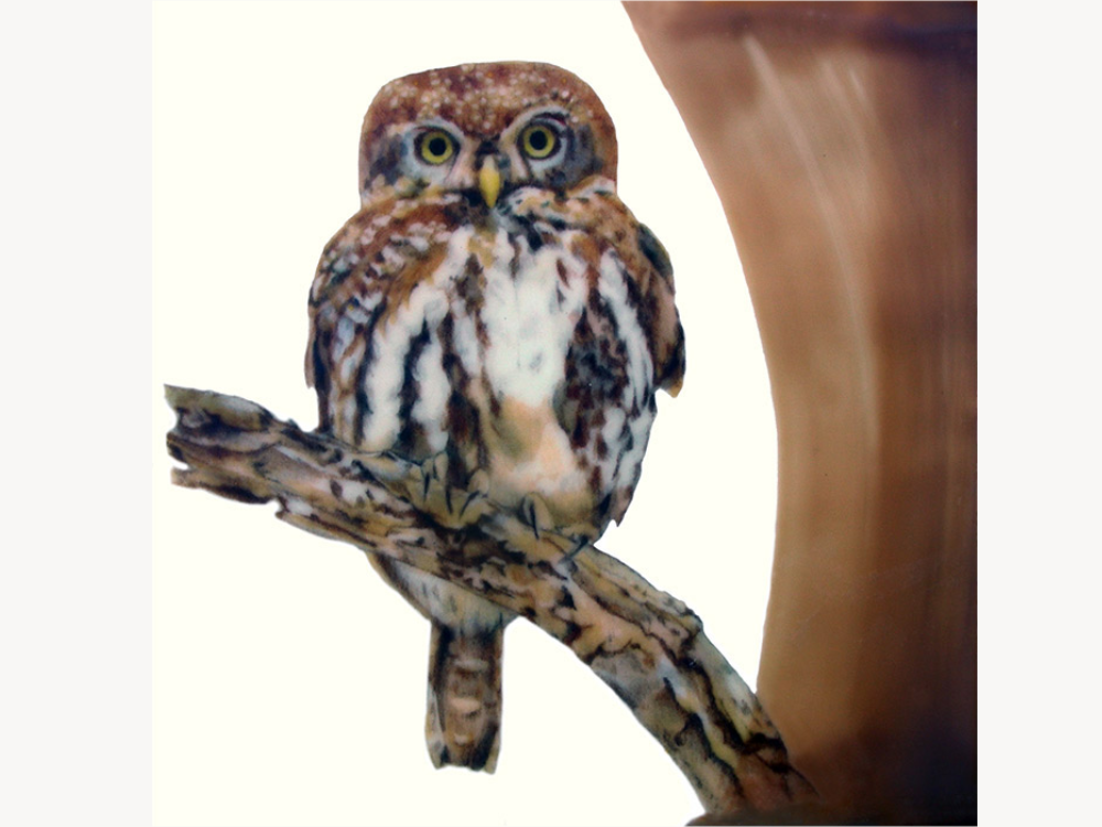 Encaustic painting of a northern pygmy owl perched on a branch, set against a warm brown ground.