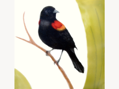 Encaustic painting of a red-winged blackbird perched on a branch, set against an olive-green ground.