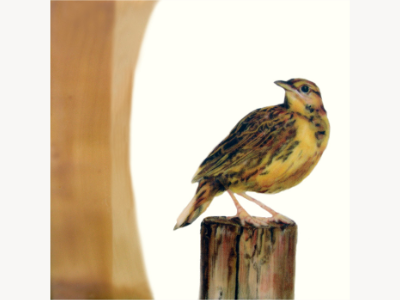 Encaustic painting of a western meadowlark standing on a post, set against a warm tan ground.